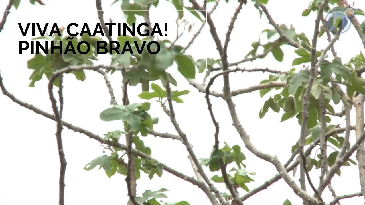 Viva Caatinga! Pinhão Bravo