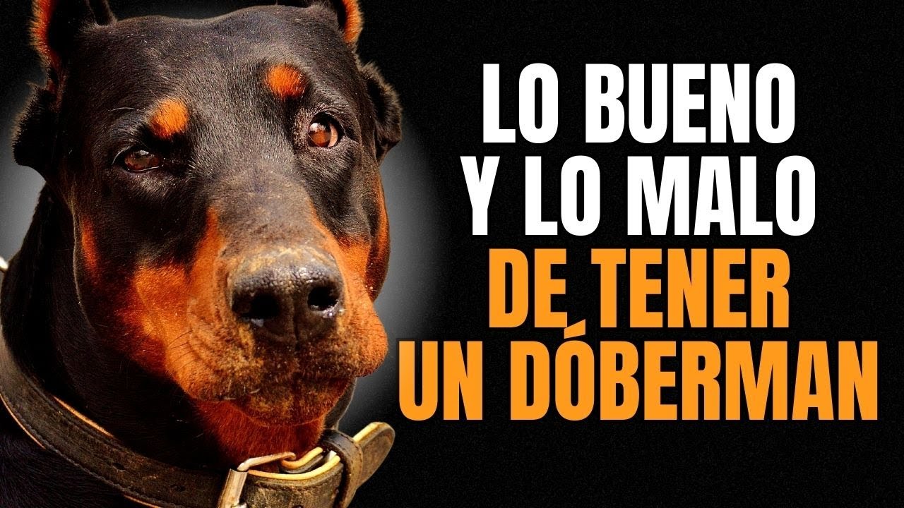 DÓBERMAN: VENTAJAS Y DESVENTAJAS de tener uno.