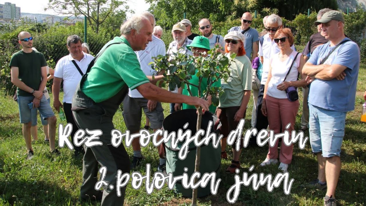 Rez ovocných drevín 2 polovica júna