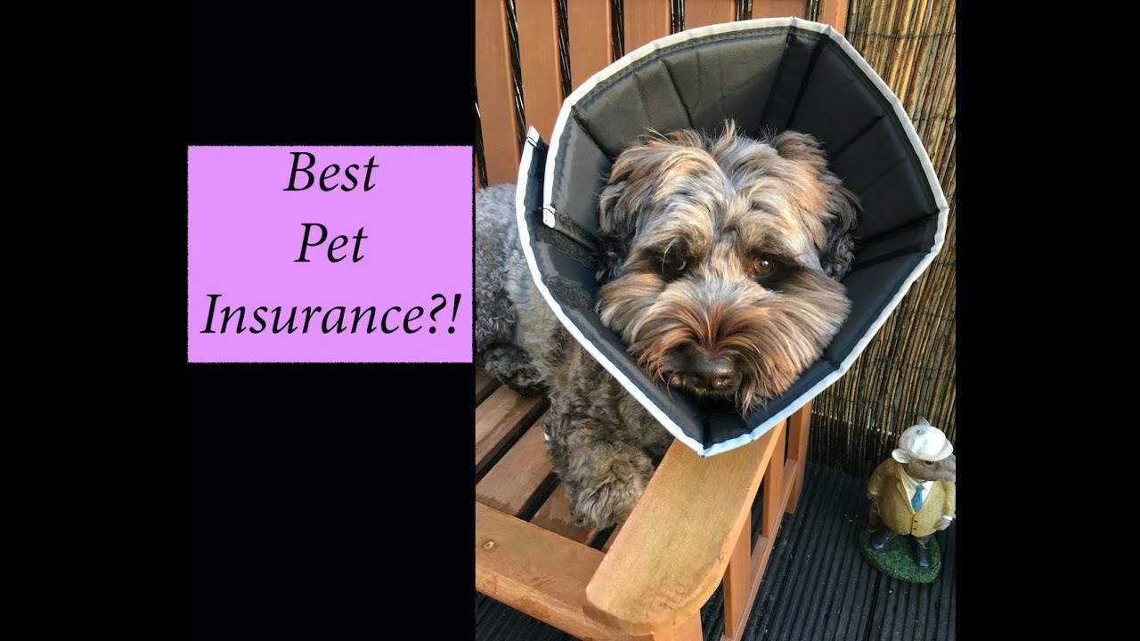 Do you need Pet Insurance?! Who is the best Insurer? (UK)