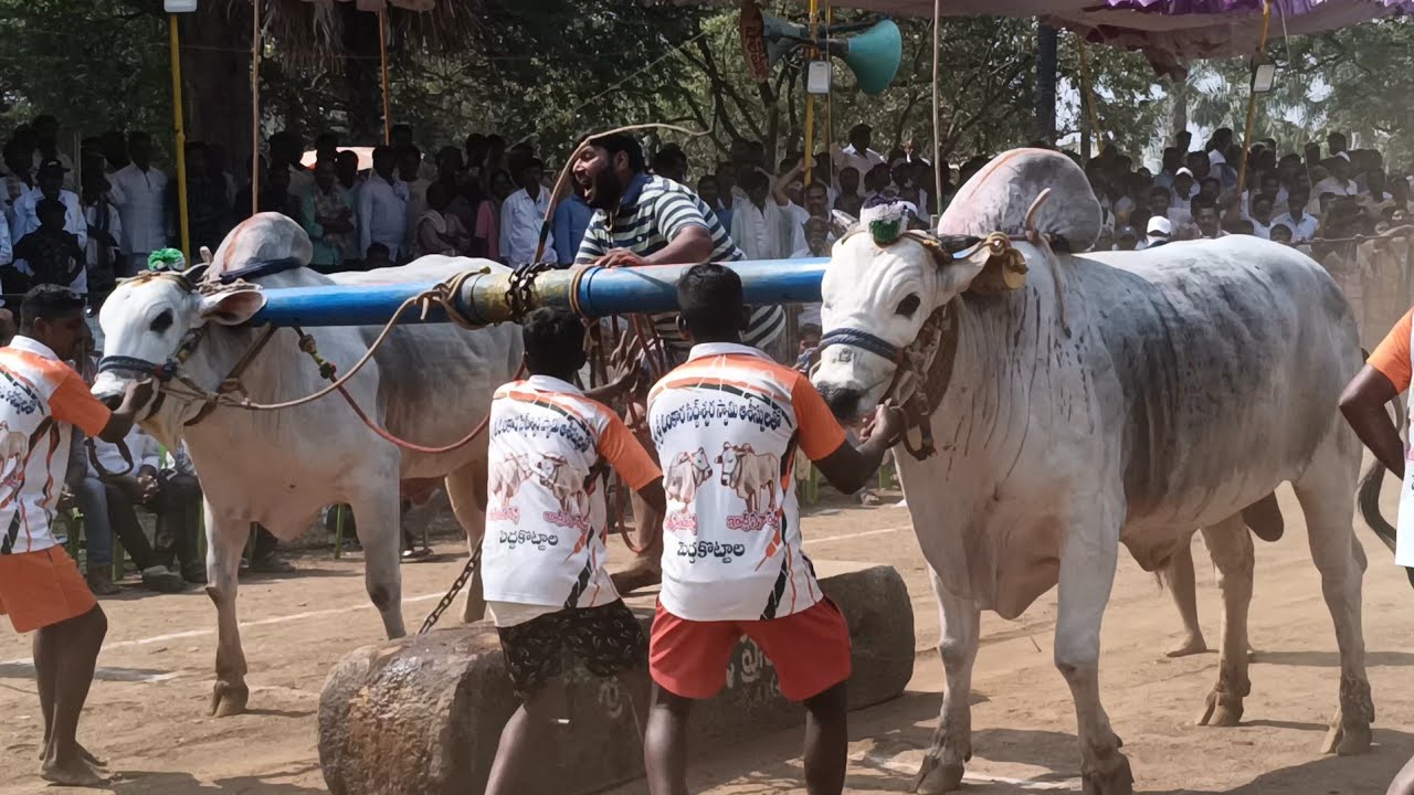 mahanandi sub junior's boreddy kesavareddy bulls 10/03/2024