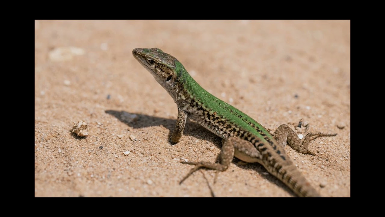 lizards 🦎✨