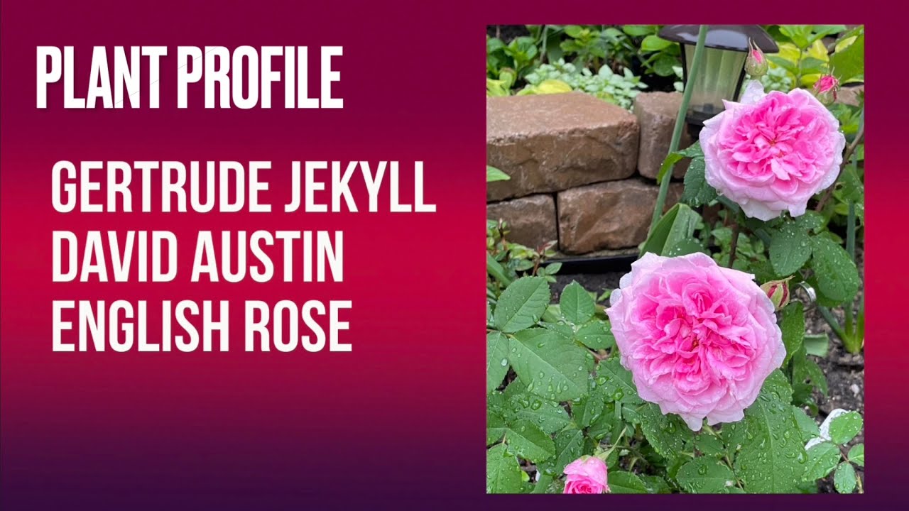 Plant Profile & Growth Progress l Gertrude Jekyll Rose l Repeat Bloomer, Partial Shade, etc