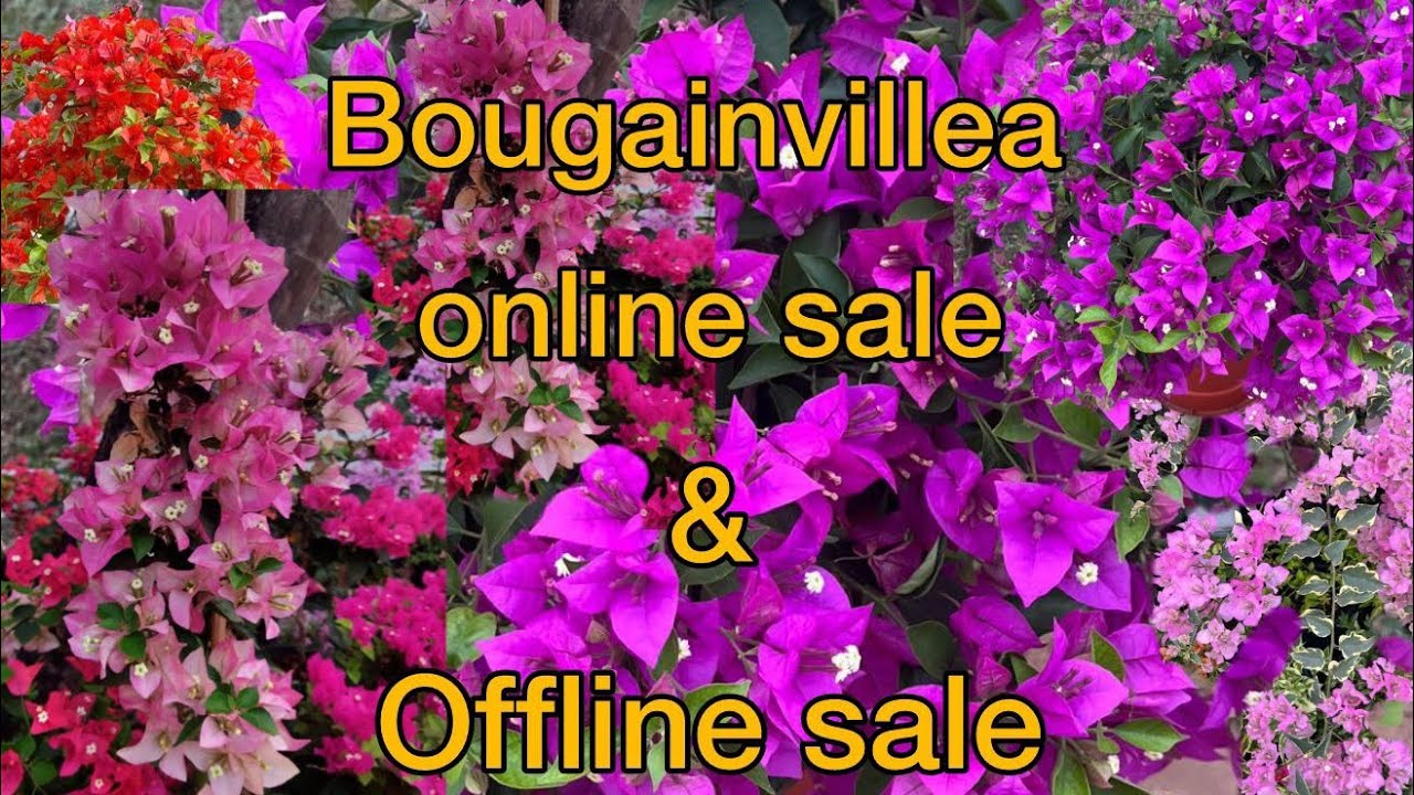 Contact 7907464378 online and offline sale