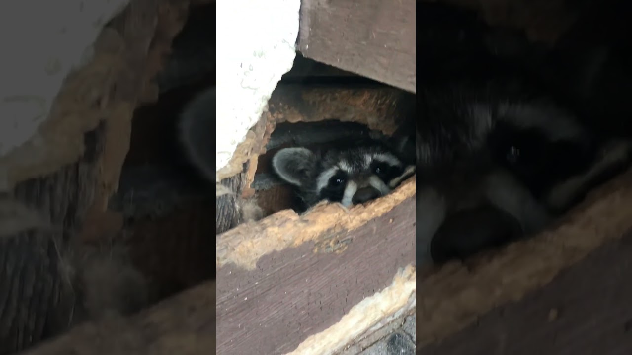 #animal #animalcontrol #cute #wildlife #pestcontrol #raccoon #toronto #