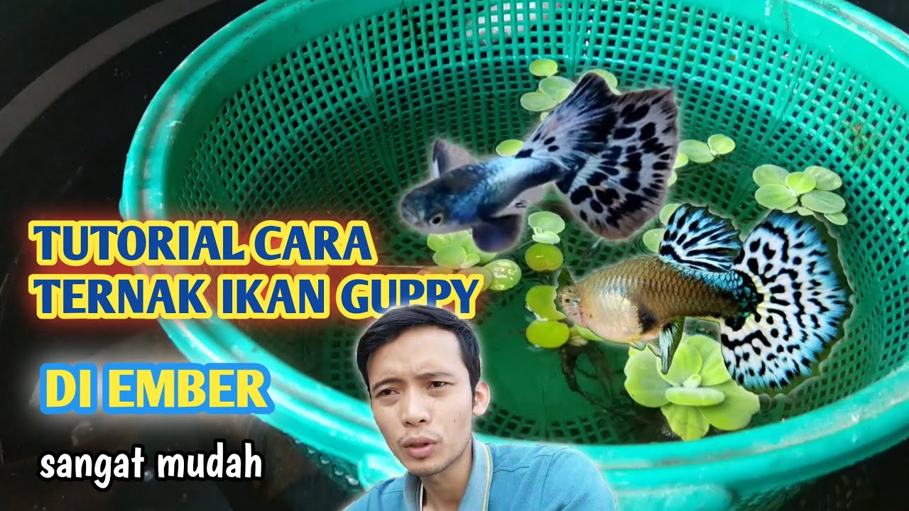 TUTORIAL TERNAK IKAN GUPPY SANGAT MUDAH, PAKAI MEDIA EMBER