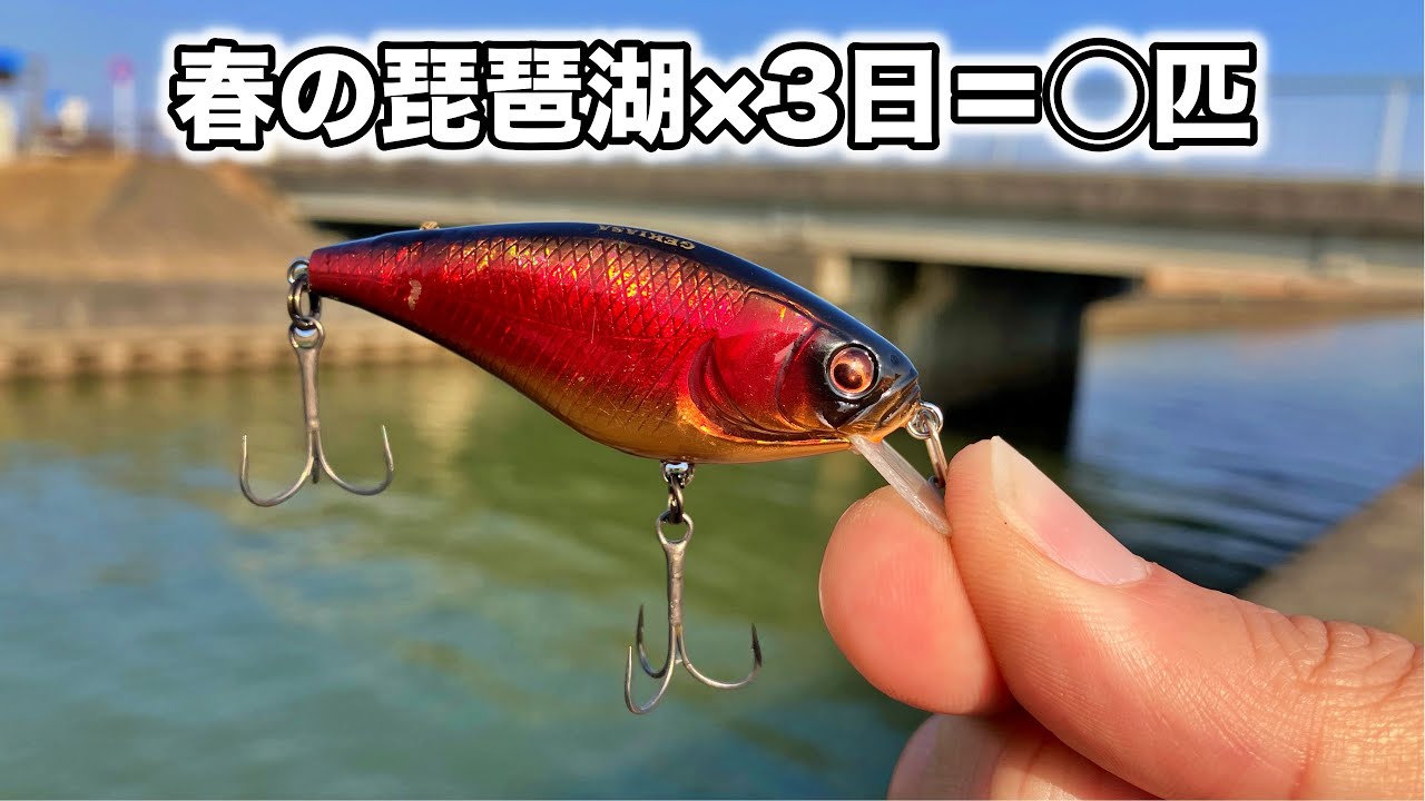 琵琶湖の春のポイントを3日ランガンしまくれば1匹くらいデカバスが釣れる？【車中泊バス釣り旅】