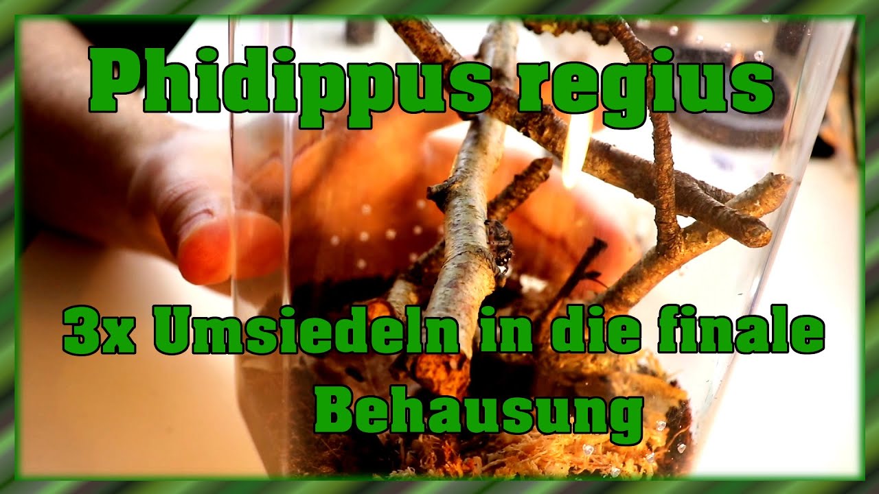 Phidippus regius | Springspinne - 3x rehousing | In ihr neues Zuhause umsetzen