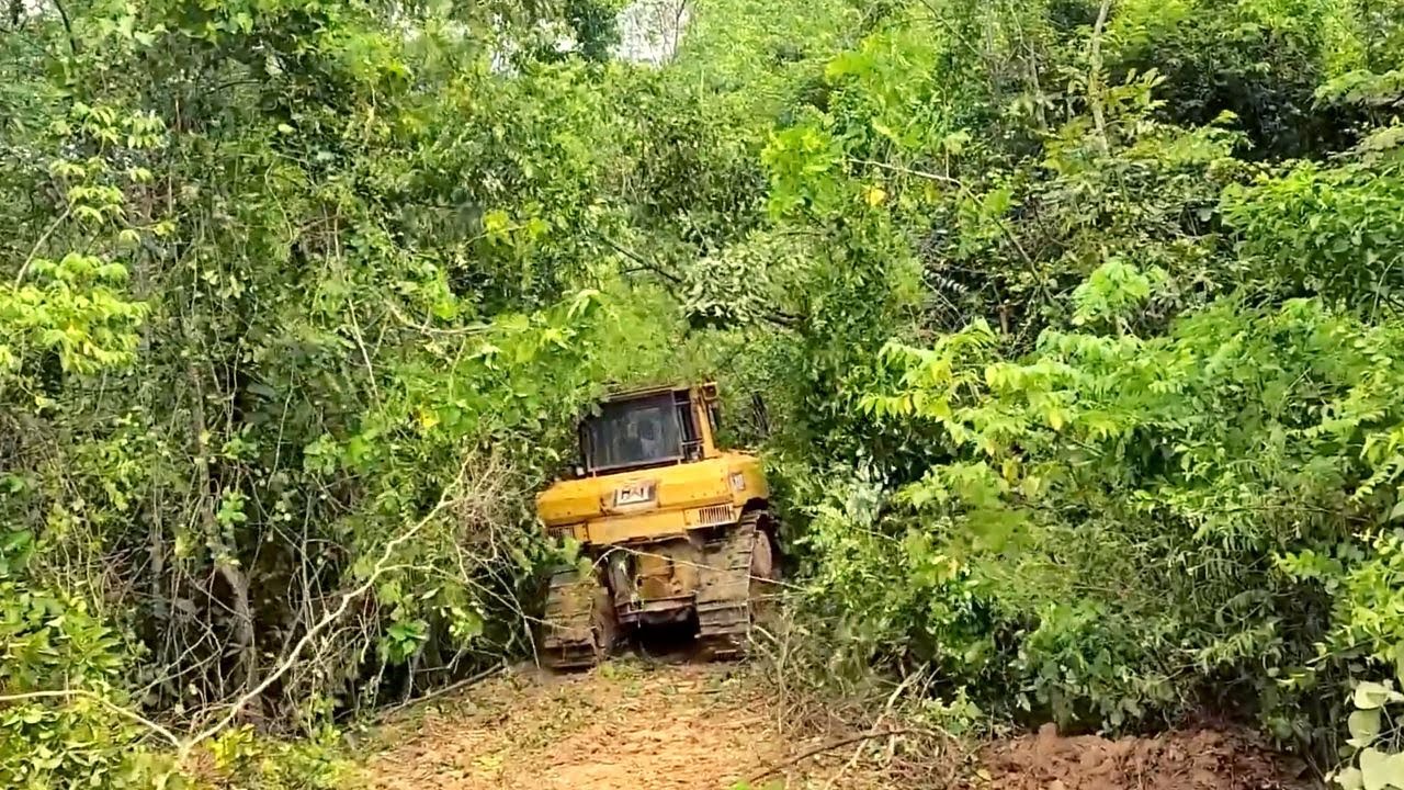 The Easiest Way Heavy Equipment Works Cleaning The Bushes For a Palm Oil Plantation