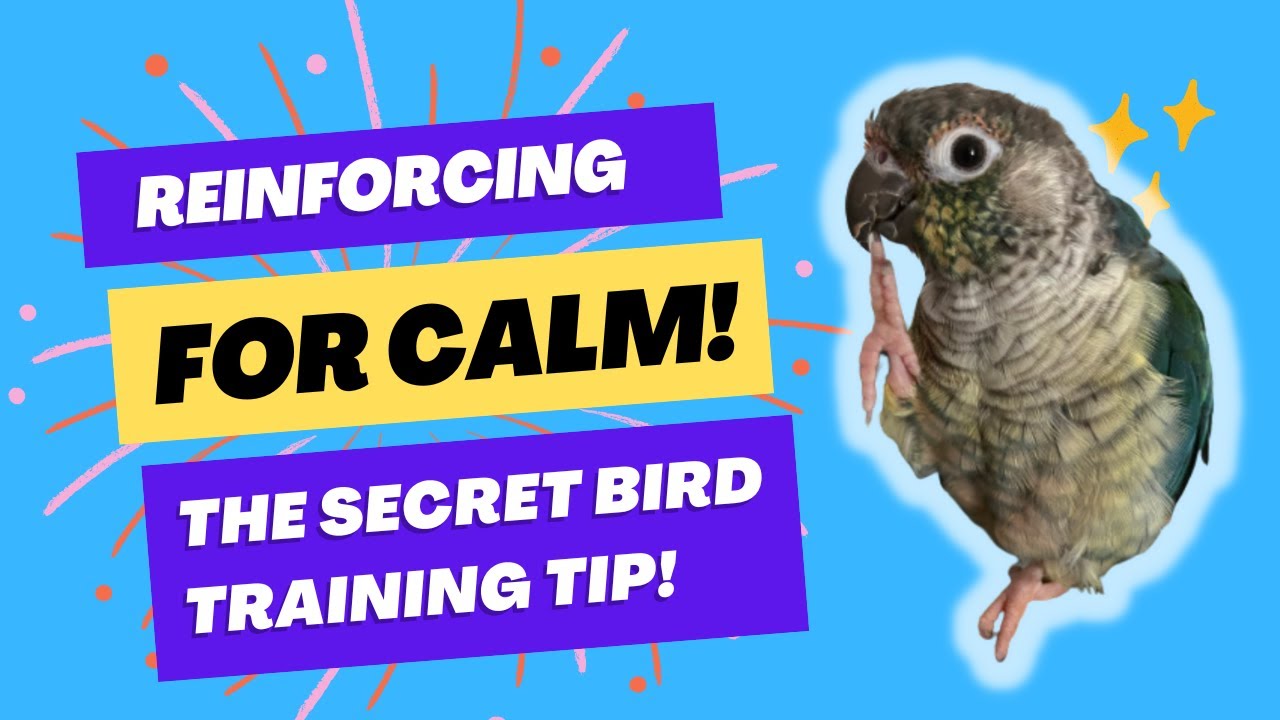 Parrot Training : Reinforcing For Calm! | The Secret Bird Training Tip! | TheParrotTeacher