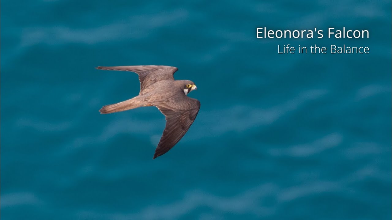 Eleonora's Falcon - Life in the Balance