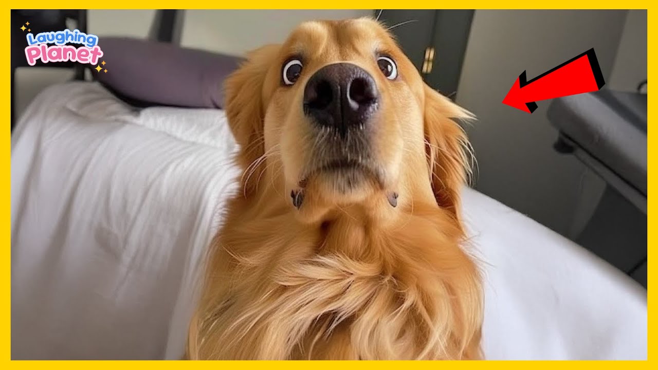 🐕🤯Dogs Being Absolute CHAOS for 1 HOUR Straight 🤣 The Funniest Dogs Ever