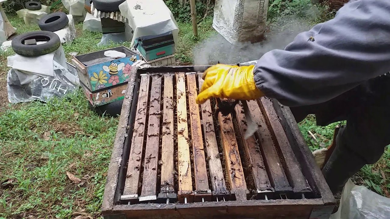 Como reconocer las abejas nodrizas para el transporte de las reinas