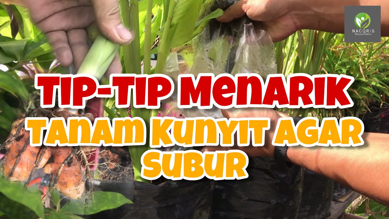 CARA MENANAM KUNYIT & TIP SUPAYA POKOK KUNYIT SUBUR