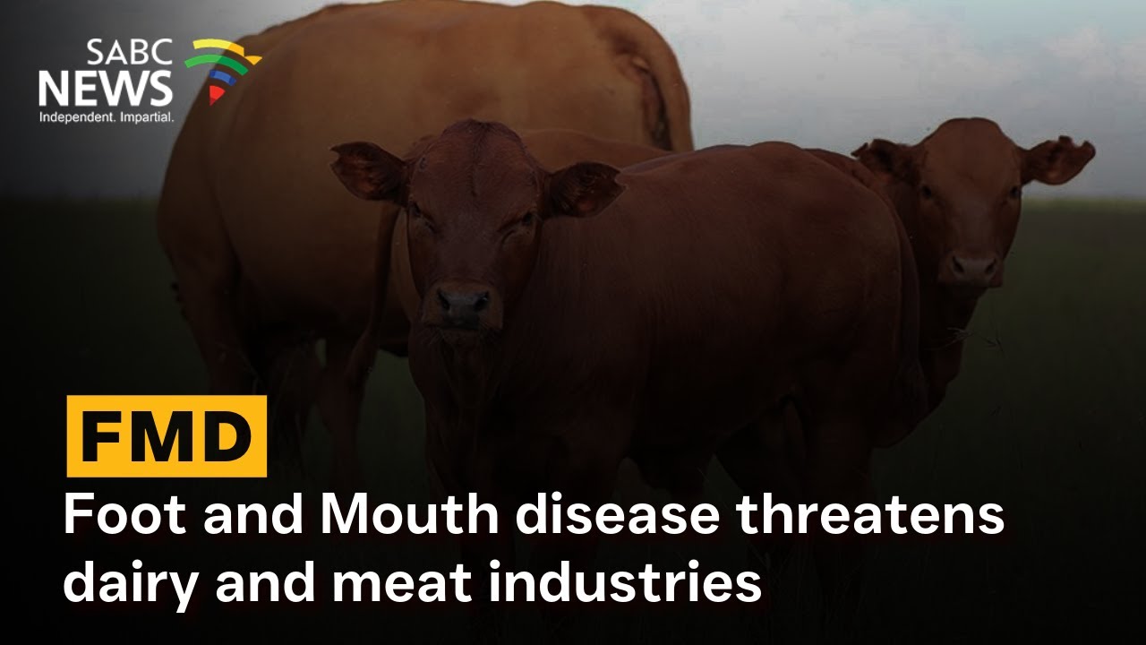 Foot and Mouth disease threatens dairy and meat industries