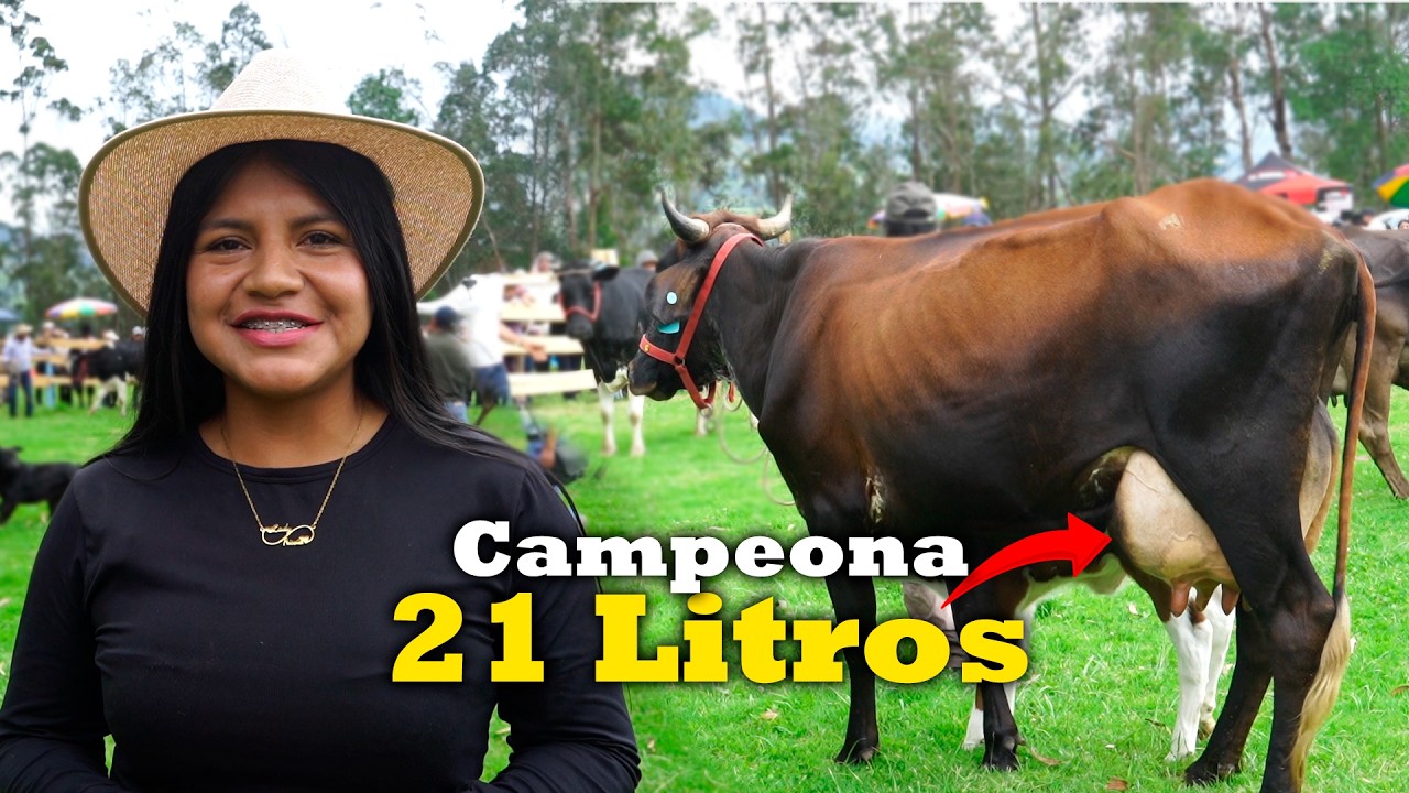 ¡Esta Girolando Campeona Produce 21 Litros! 🐄 Feria de Saraguro