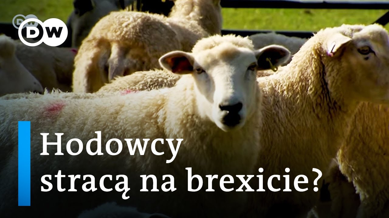 Brexit. Ciężkie czasy dla hodowc&oacute;w i rolnik&oacute;w