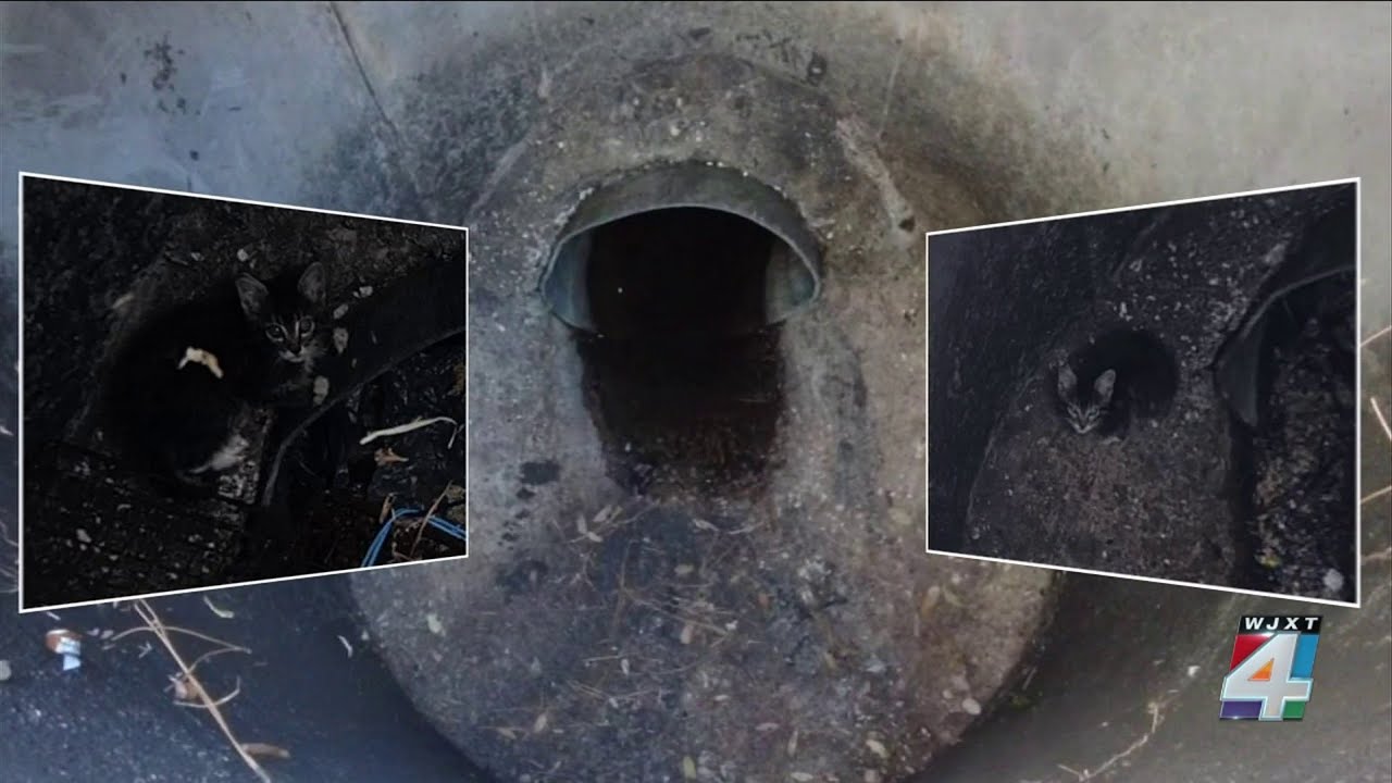 Woman says she, others worked for days to rescue kitten from storm drain on busy Jacksonville street