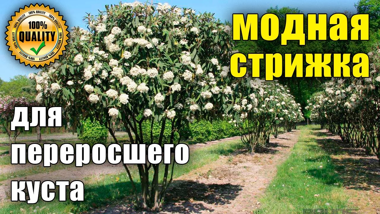Формировка растений зонтом. Обрезка, формировка растений. Калина Гордовина, мульти-штамб.