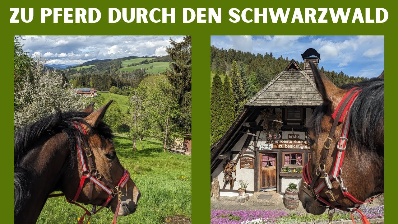 Wanderritt Doku | Zu Pferd durch den Schwarzwald | Wanderreiten