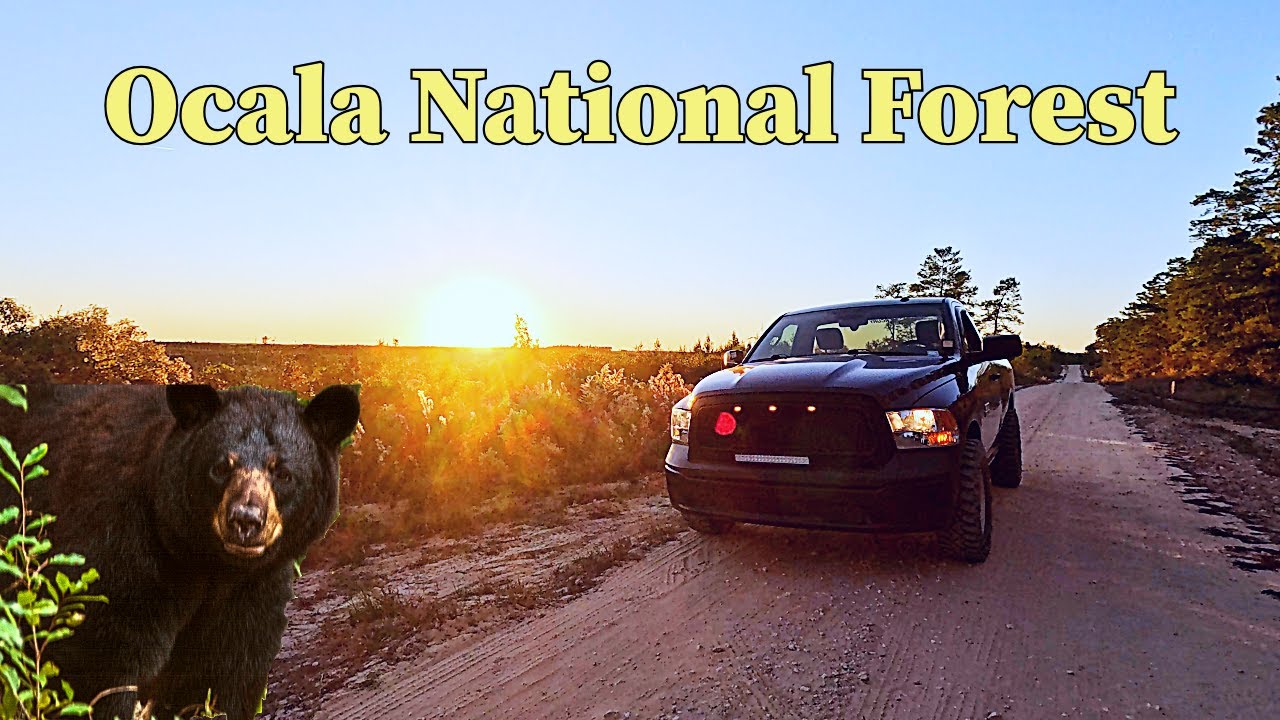 Driving Through The Ocala National Forest! | Saw A Bear!