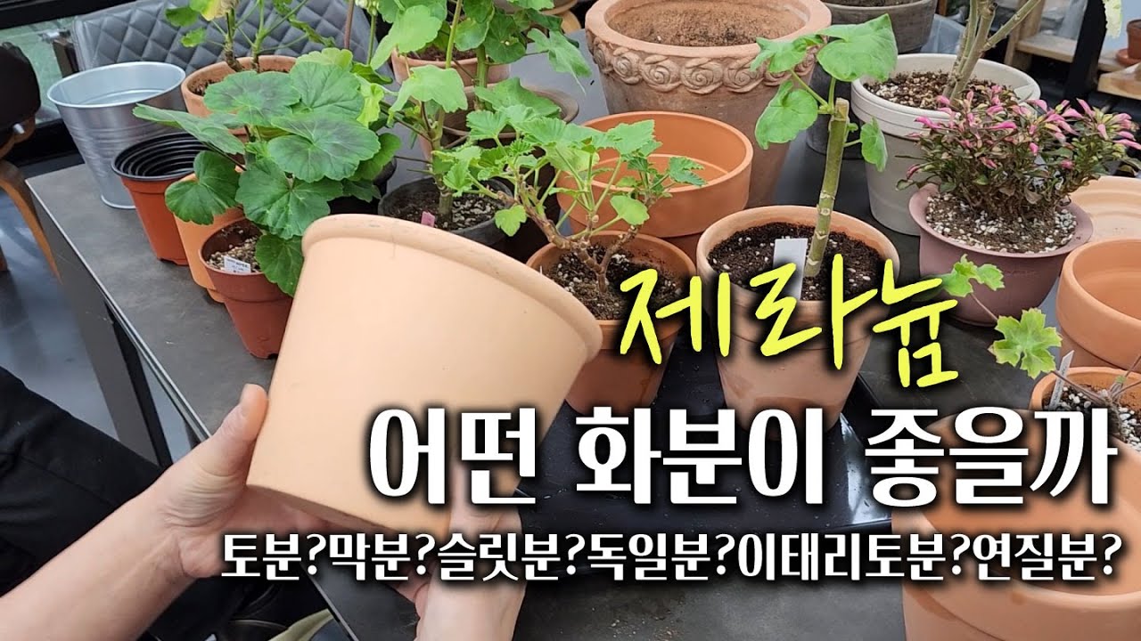 제라늄 키우기 좋은 화분#토분 #슬릿분 #연질분 #막분