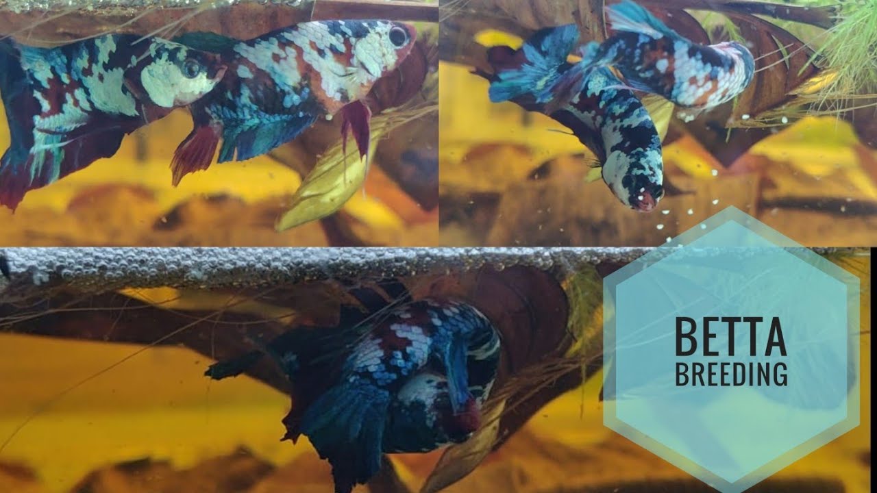 BETTA BREEDING (NATURAL METHOD)
