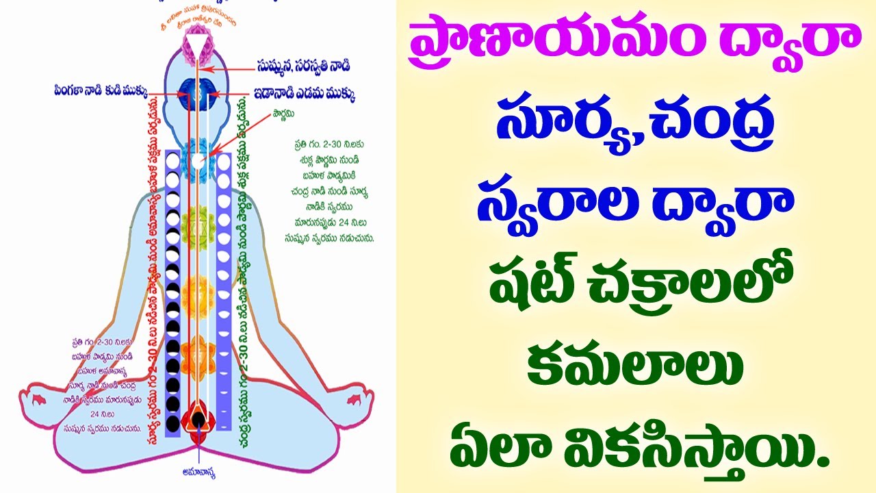 ప్రాణాయామం ద్వార సూర్య, చంద్ర స్వరాల ద్వార షట్ చక్రాలలో కమలాలు ఎలా వికసిస్తాయి...