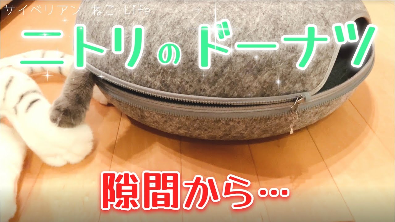 【サイベリアン子猫】ニトリのドーナツ逃げ込む猫はこちら