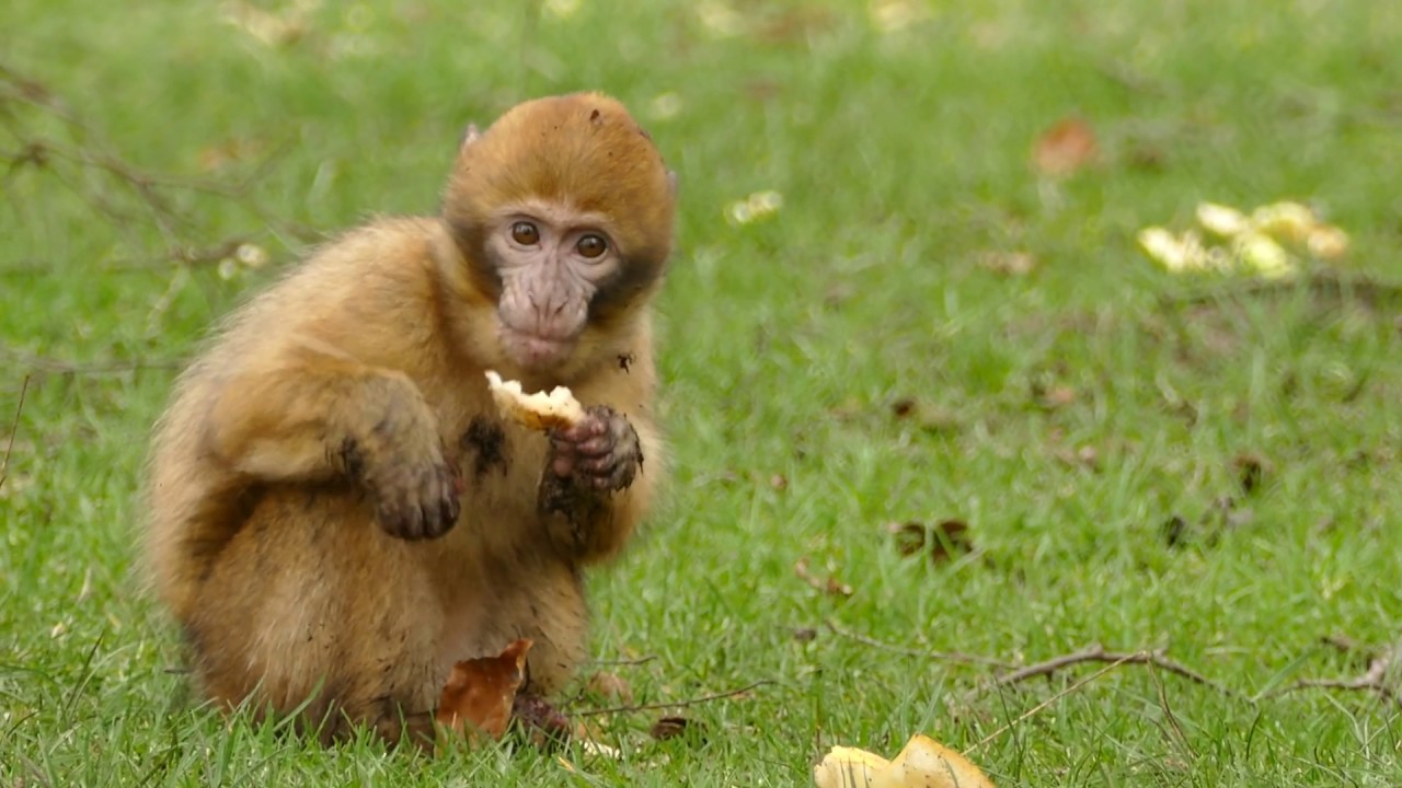 Copyright Free 4K little monkey eating bread Footage.