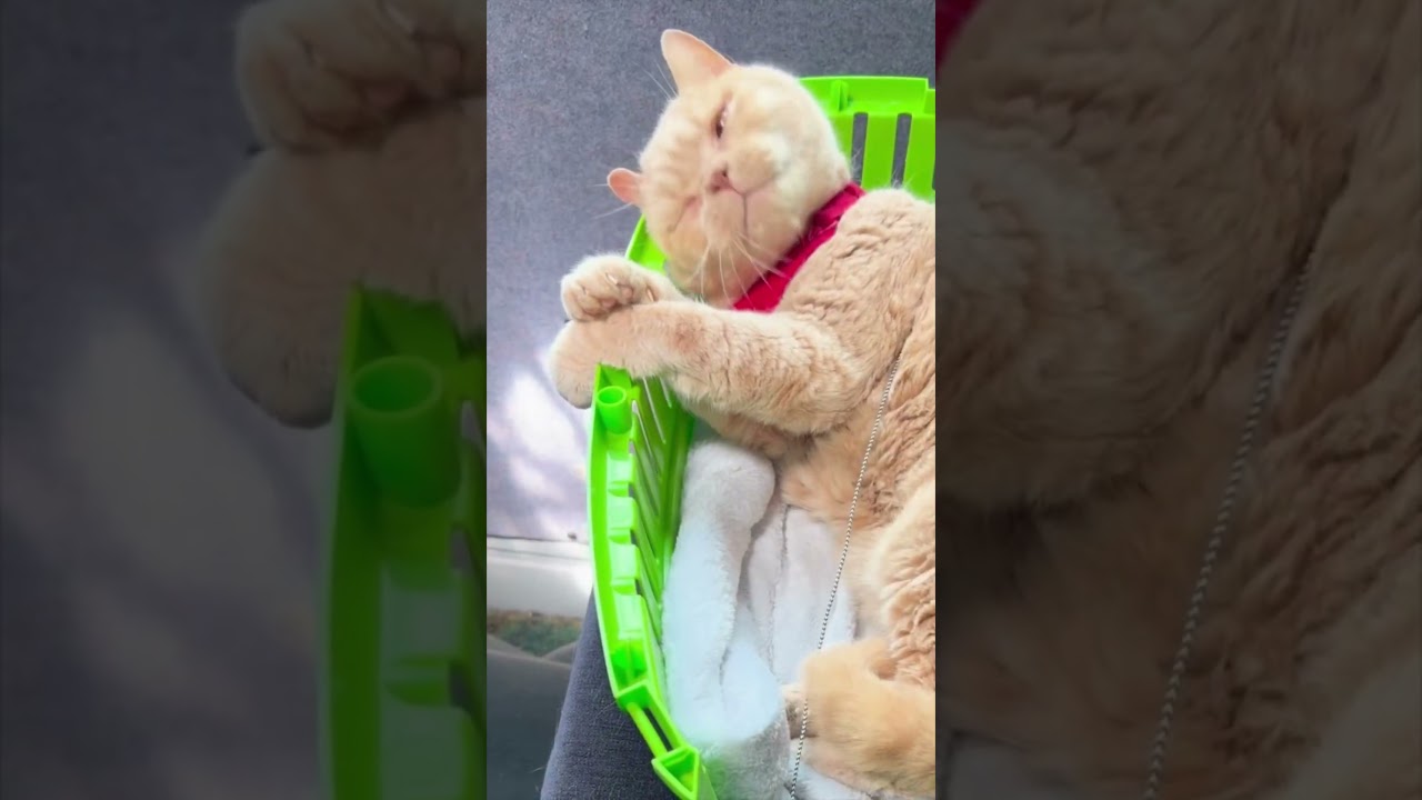 Vanlife | Cats of Vanlife | Devon | Postcard | Cat Harness Training | Travel | 