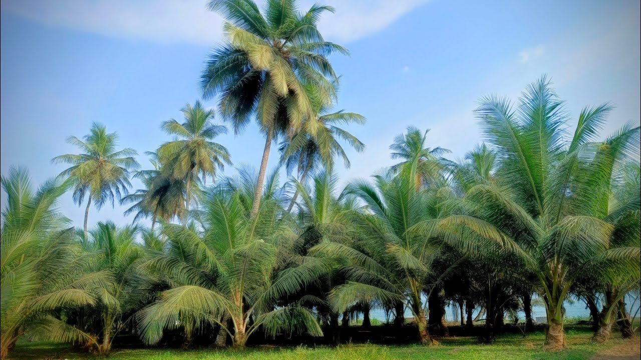 Nice Old folks Kru songs Liberia
