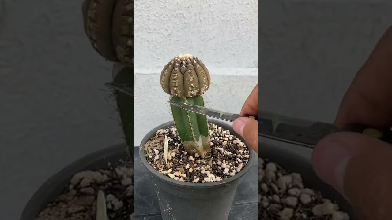 COMO RETIRAR O CACTO DO ENXERTO?!