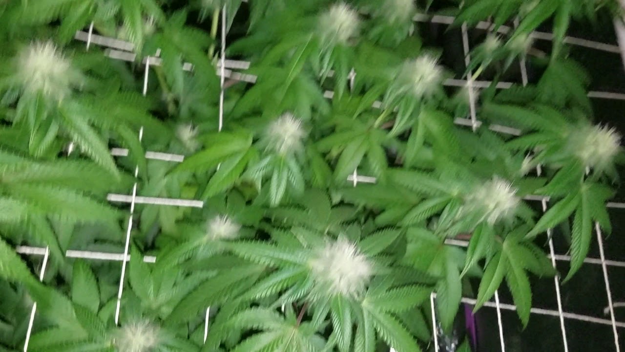 Day 21 Flower (SUNSET SHERBET)