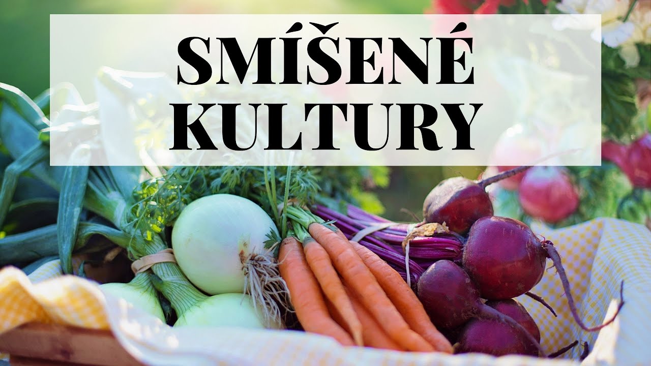 Smíšené kultury - jak a proč kombinovat rostliny na záhonu