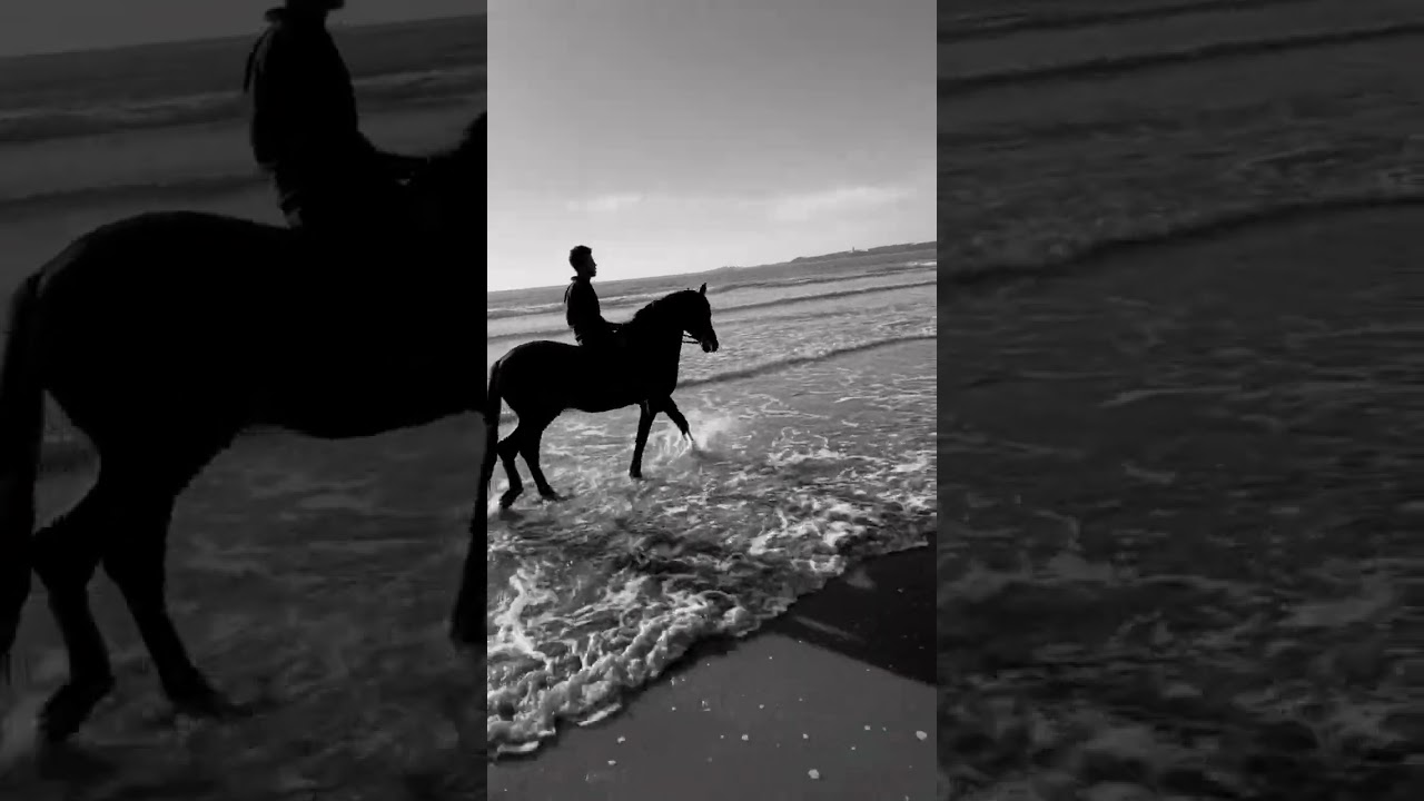 Black stallion #horse #arabianstallion #equine
