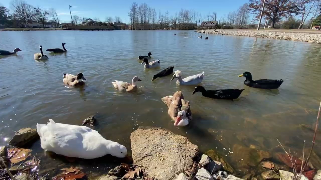 Ducks and Geese feeding at the park 3