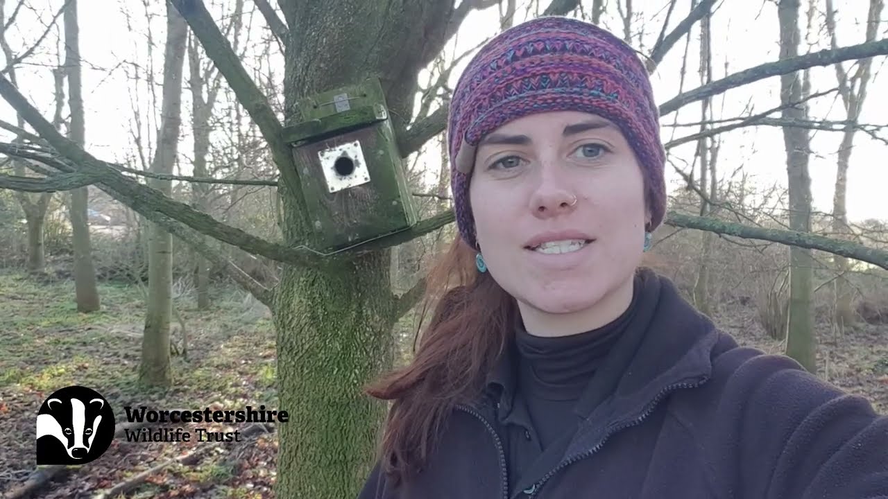 Seasonal spot - nest boxes for birds