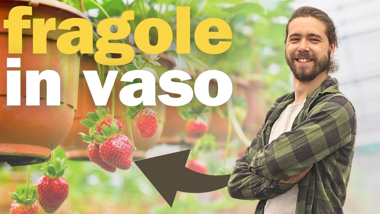 Tutto ci&ograve; che devi sapere sulla Coltivazione delle Fragole in Vaso: Tutorial Pratico