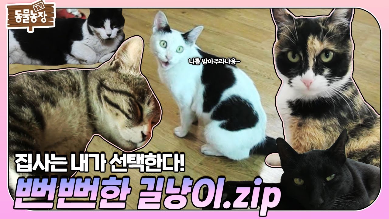 [SUB] 너.. 오늘부터 내 집사가 돼라! ‘뻔뻔한 길고양이’들의 강제 집사 간택 모음집.zip #TV동물농장 #AnimalFarm #SBSstory