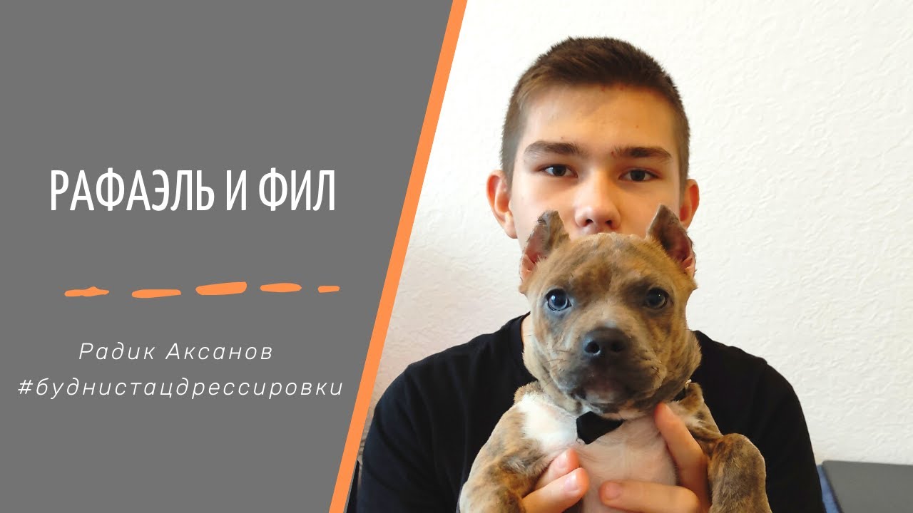 Воспитание щенка. Американский булли Фил | Радик Аксанов