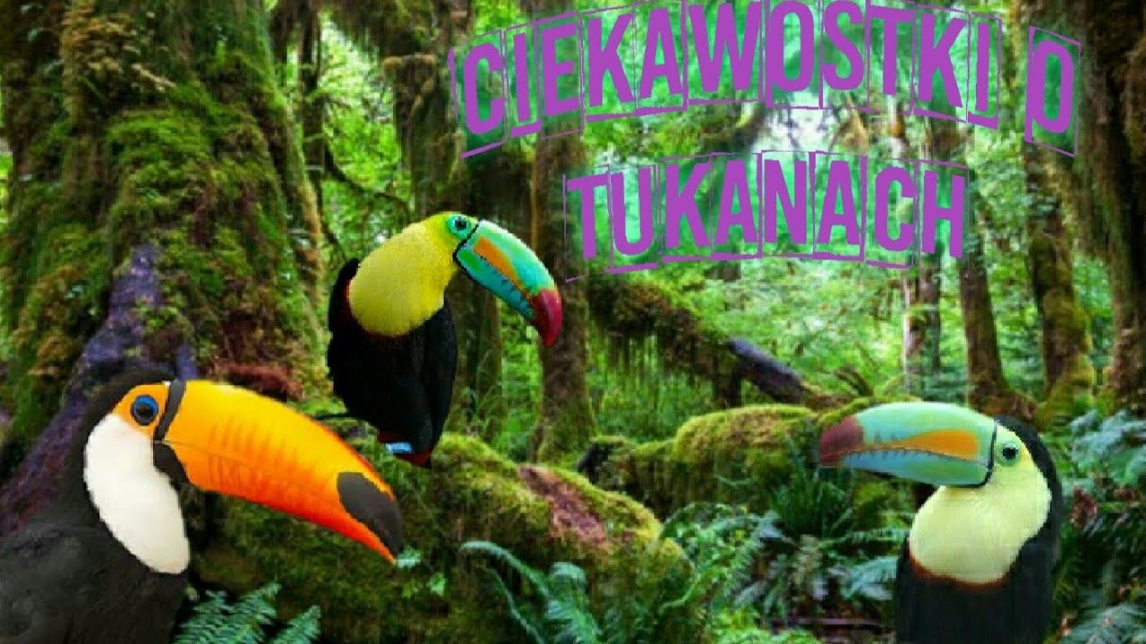 Ciekawostki o Tukanach