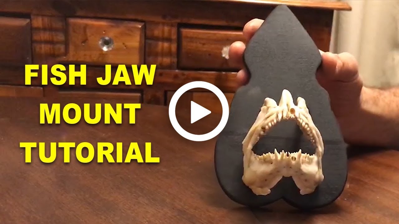 How to Mount a Snapper Jaw when you Catch that Trophy Fish