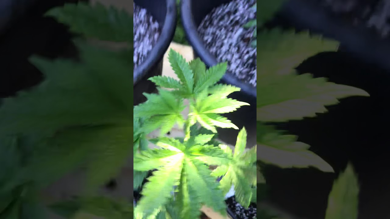 New update oceangrown seeds