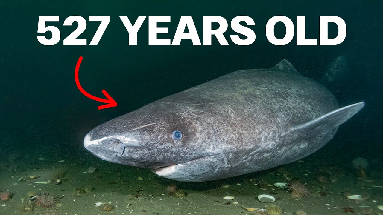 Nothing About The Greenland Shark Is Normal… This Is Why