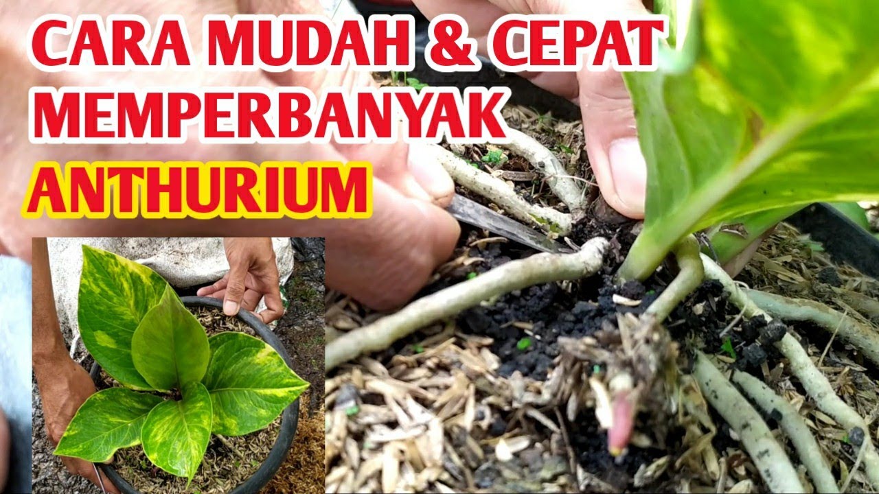 CARA CEPAT DAN MUDAH MEMPERBANYAK ANTHURIUM