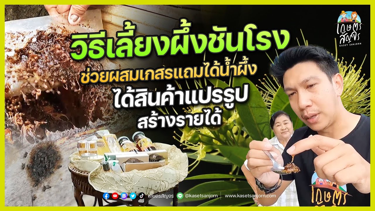 วิธีเลี้ยงชันโรงในสวน ช่วยผสมเกสรแถมได้น้ำผึ้ง ได้สินค้าแปรรูปสร้างรายได้ | เกษตรสัญจร