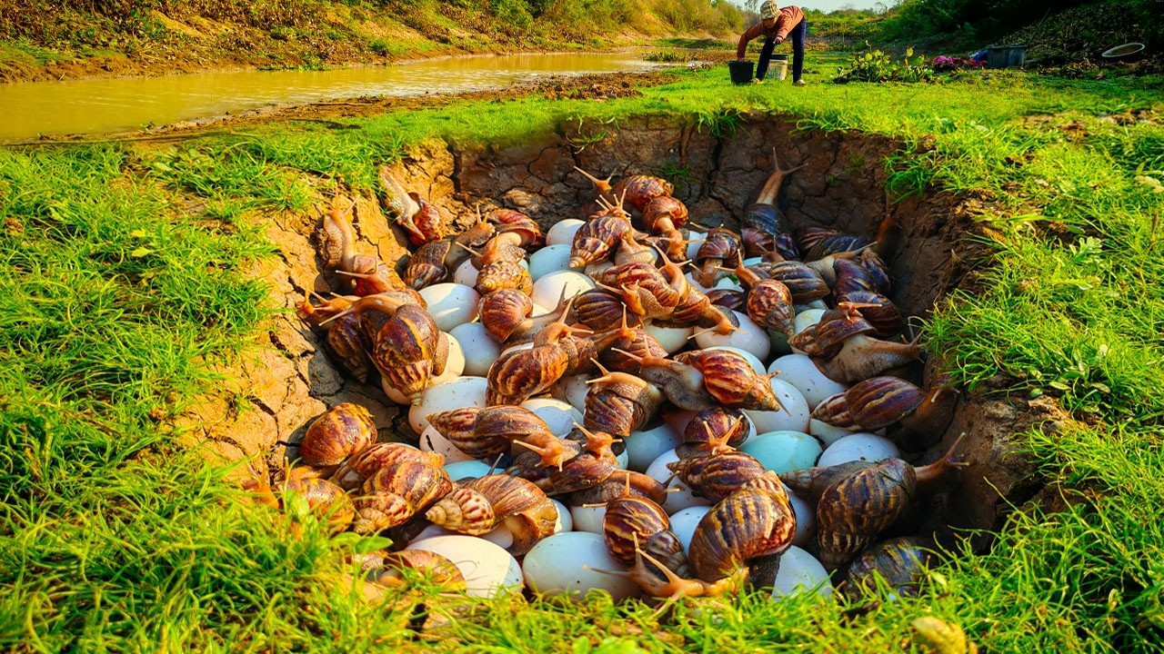 Harvesting Snails and Eggs at Dry Fields