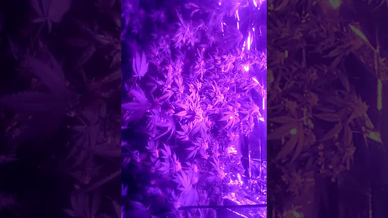 1200 watt king plus flower update
