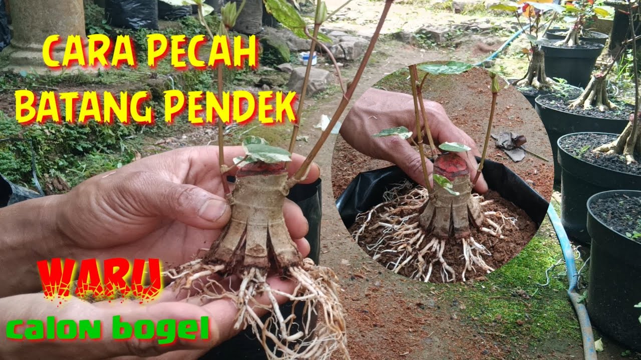 cara pecah BATANG PENDEK bonsai waru